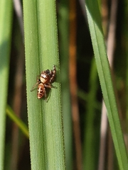Opisthoncus sexmaculatus