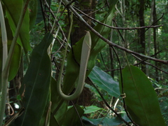 Nepenthes rafflesiana