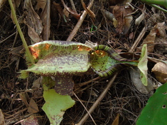 Nepenthes rafflesiana