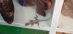 Anolis tropidonotus