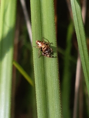 Opisthoncus sexmaculatus