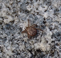 Dermacentor occidentalis