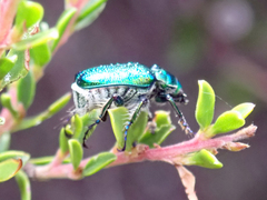 Diphucephala colaspidoides