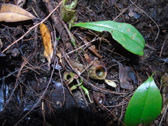 Nepenthes ampullaria
