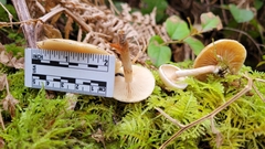 Pholiota decorata