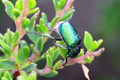 Diphucephala colaspidoides