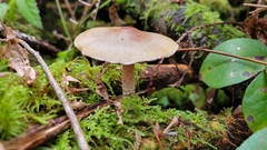 Pholiota decorata