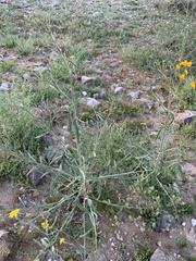 Eulobus californicus