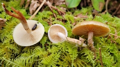 Pholiota decorata