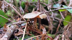 Pholiota decorata