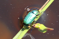 Diphucephala colaspidoides