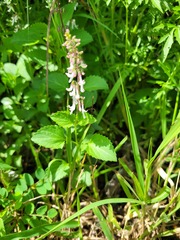 Orthosiphon suffrutescens