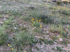 Eulobus californicus