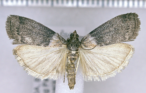 Lesser Aspen Webworm Moth photo 4