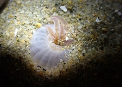 Harenactis attenuata