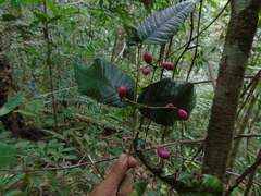 Fissistigma latifolium