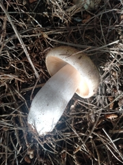 Russula
