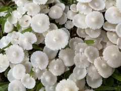 Termitomyces microcarpus