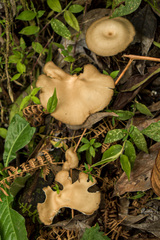 Lentinus tricholoma