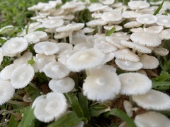 Termitomyces microcarpus