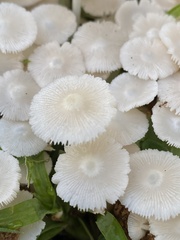 Termitomyces microcarpus