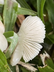 Termitomyces microcarpus