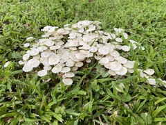 Termitomyces microcarpus
