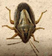 Aeliomorpha