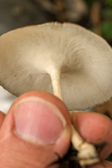 Lentinus tricholoma