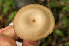 Lentinus tricholoma