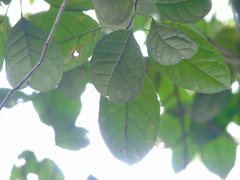 Liquidambar excelsa