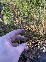 Atriplex littoralis