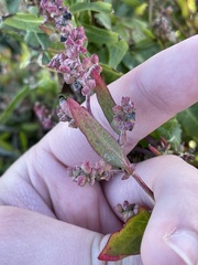 Atriplex littoralis