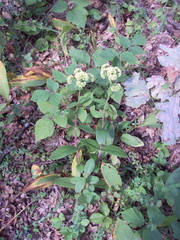 Hylotelephium maximum ruprechtii