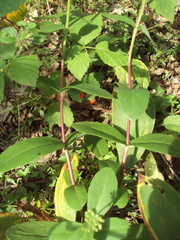 Hylotelephium maximum ruprechtii