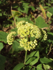 Hylotelephium maximum ruprechtii