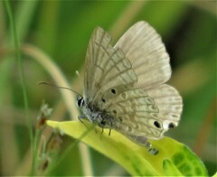 Euchrysops malathana