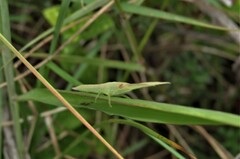 Pseudorhynchus pungens