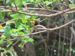 Ploceus bicolor bicolor