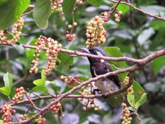 Antidesma venosum