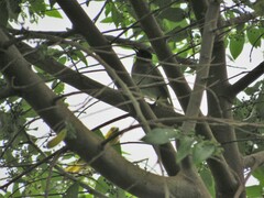 Ploceus cucullatus spilonotus