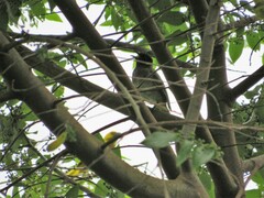 Ploceus cucullatus spilonotus