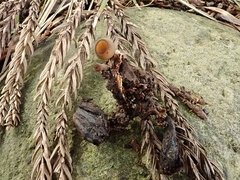 Ciborinia camelliae