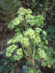 Hylotelephium maximum maximum