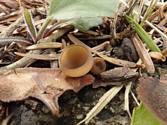 Ciborinia camelliae