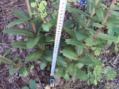 Hylotelephium maximum maximum