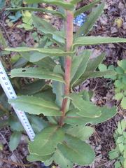 Hylotelephium maximum maximum