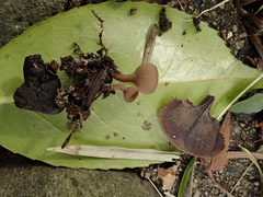 Ciborinia camelliae