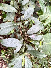 Strobilanthes longespicatus