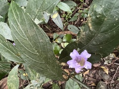 Strobilanthes longespicatus